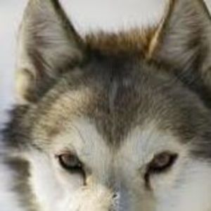 Meet your Posher, Jayce